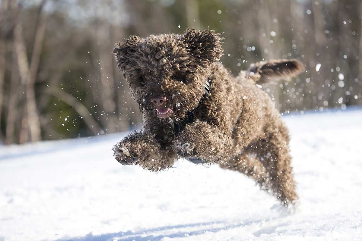 lagotto poodle mix