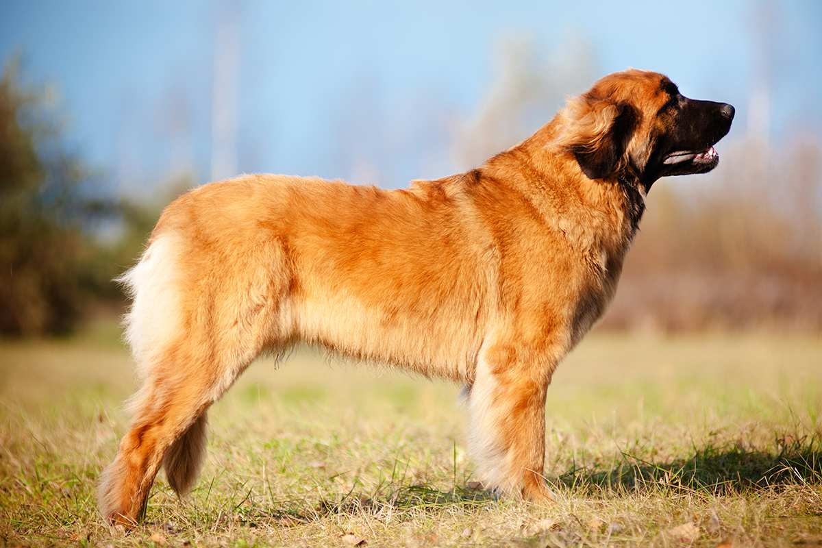 Leonberger adult