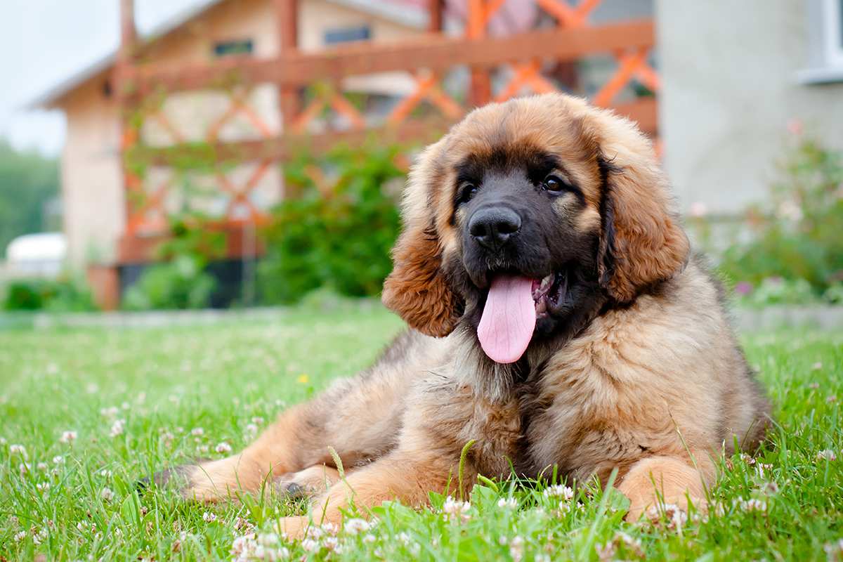 Leonberger puppy