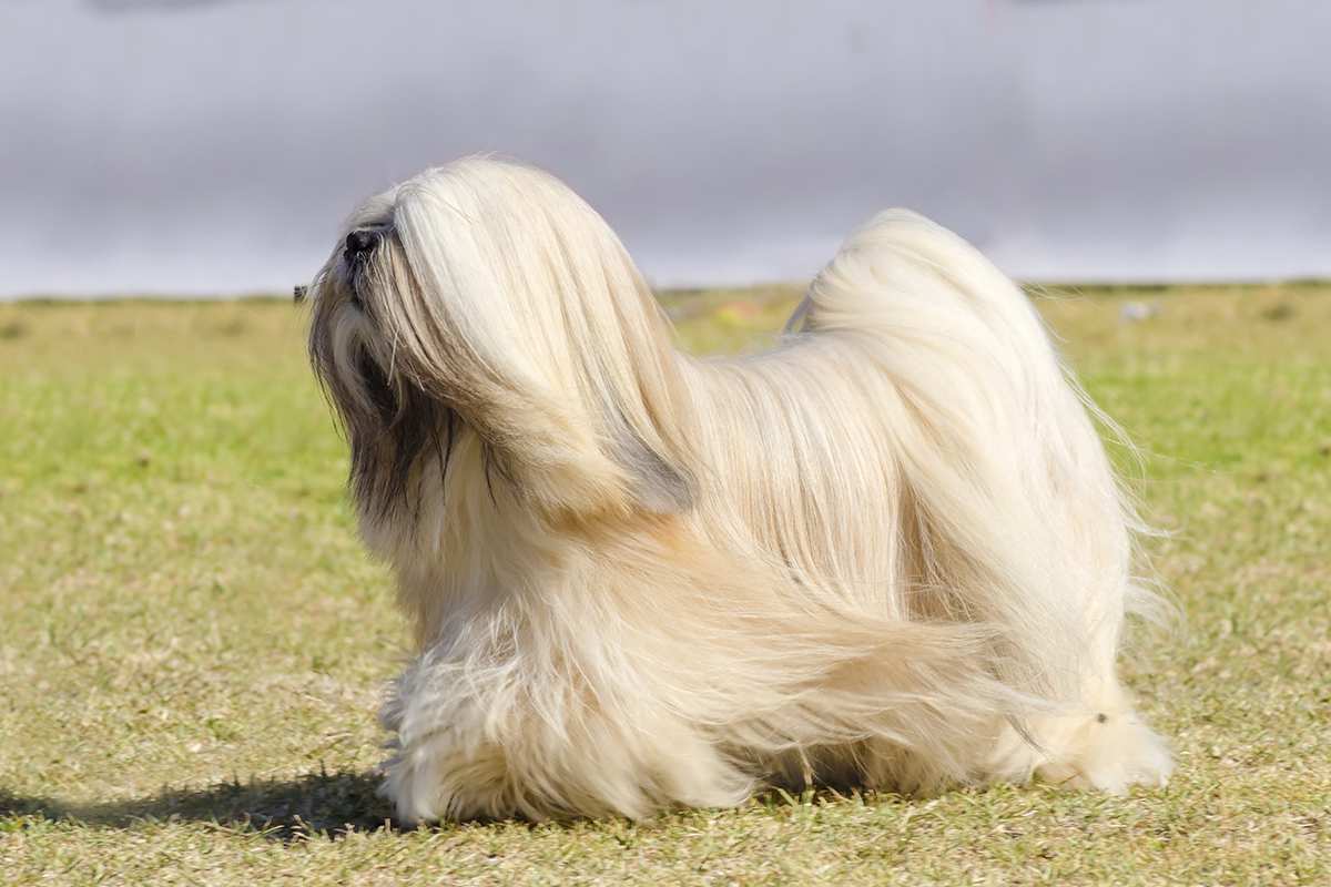 Lhasa Apso adult