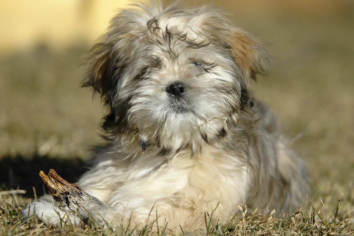 Lhasa Apso puppy