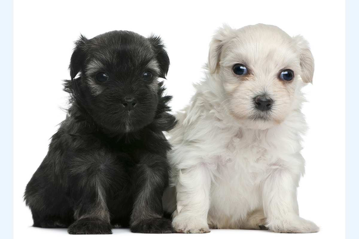 Lowchen puppies