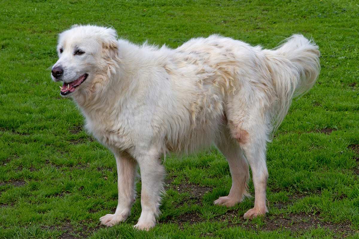 Maremma Sheepdog (Abruzzenhund) adult