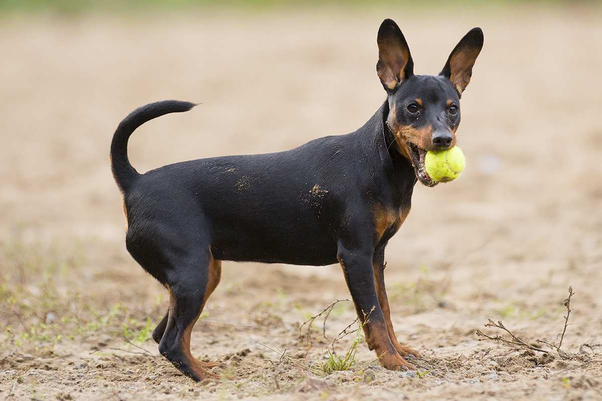 miniature pinscher full size