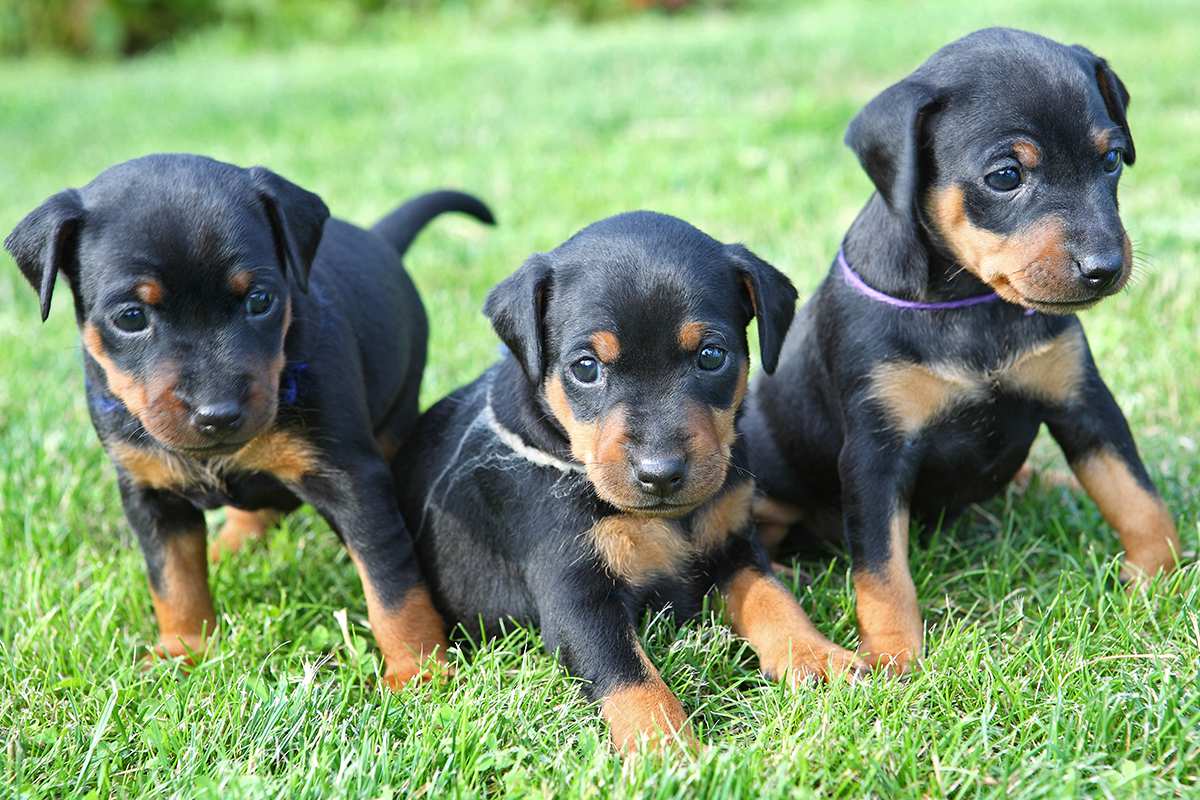 Miniature Pinscher puppies