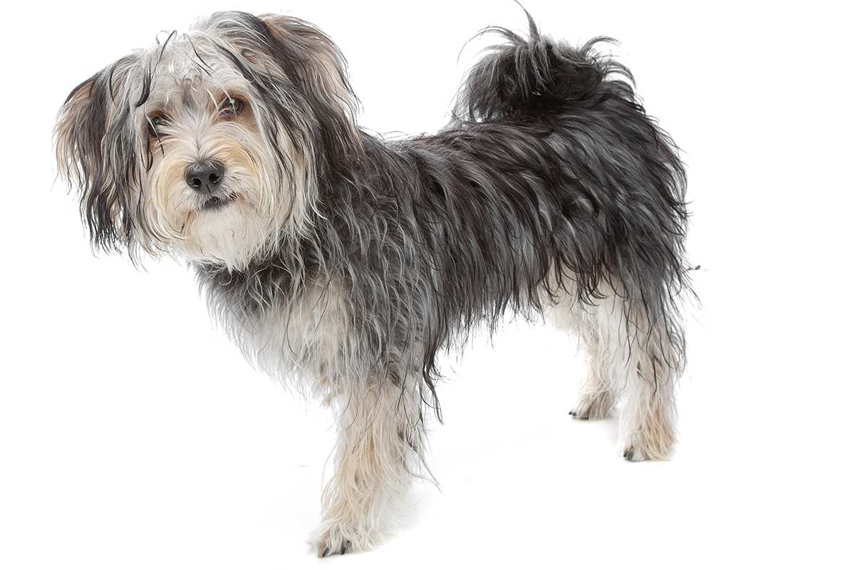 Morkie adult