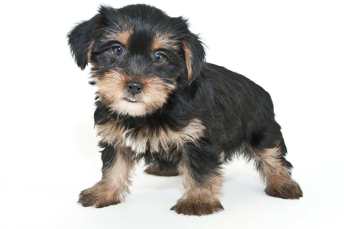 Morkie puppy