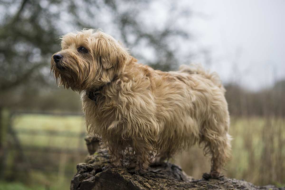 Norfolk Terrier adult