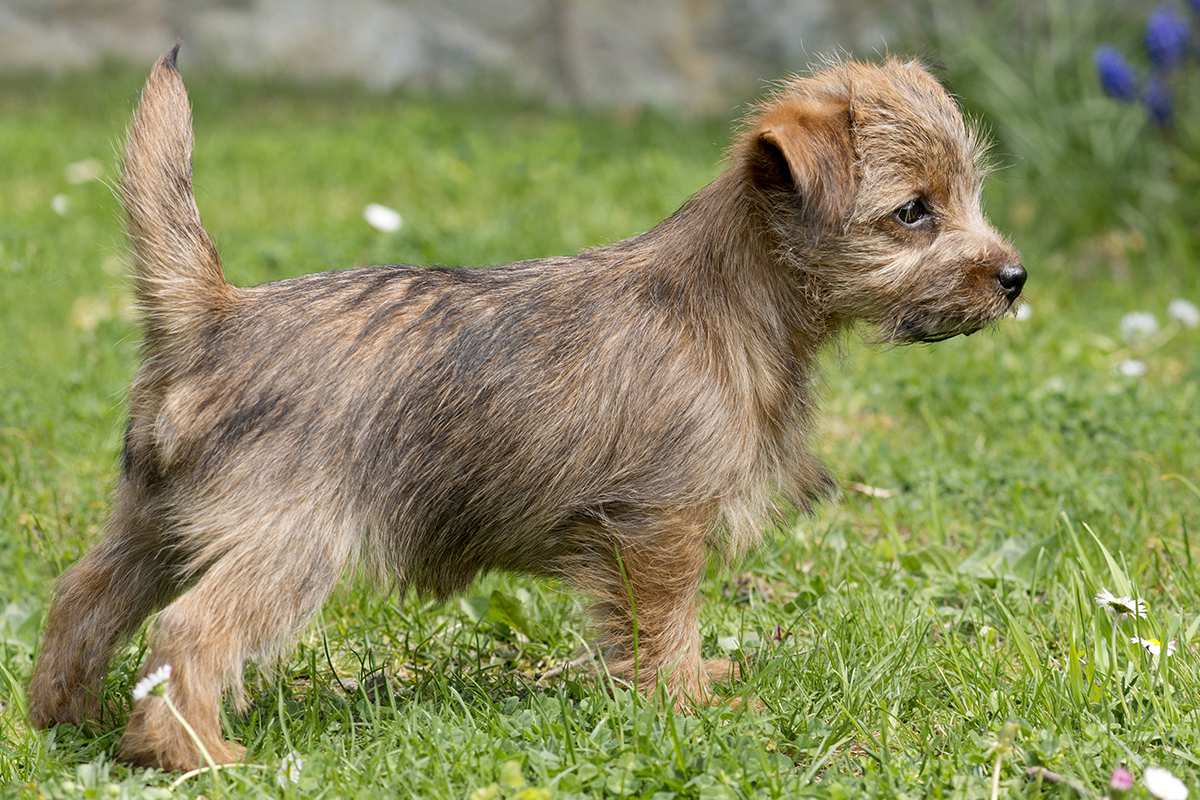 Norfolk Terrier puppy