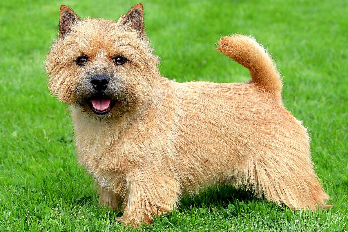 Norwich Terrier adult