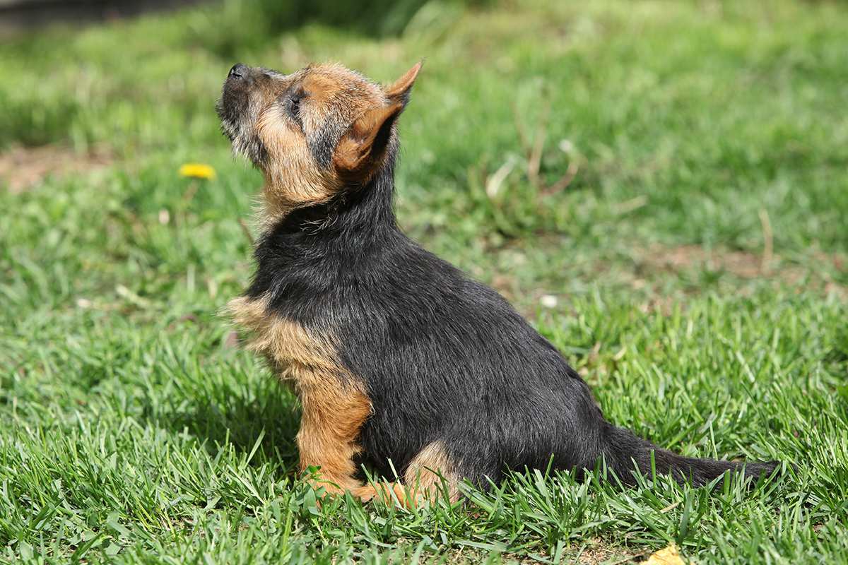 Norwich Terrier puppy