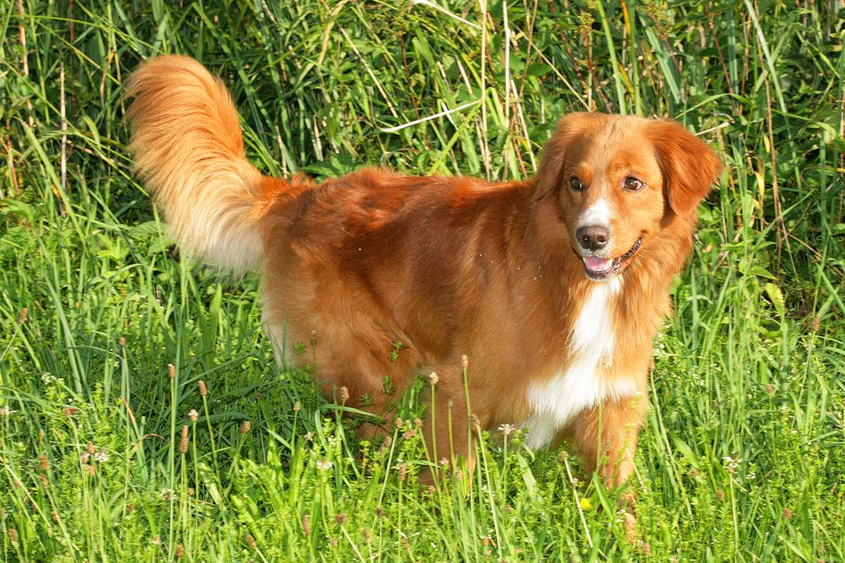 Nova Scotia Duck Tolling Retriever adult