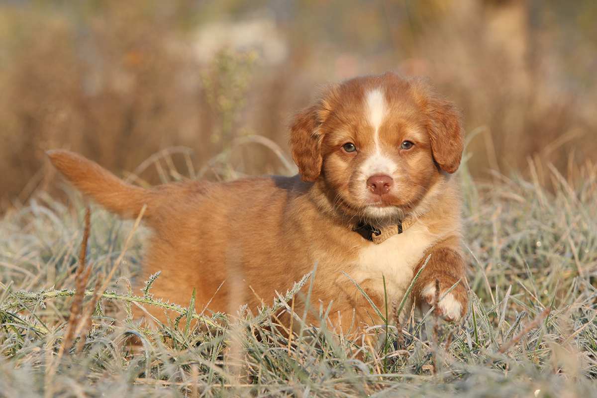 Nova Scotia Duck Tolling Retriever puppy