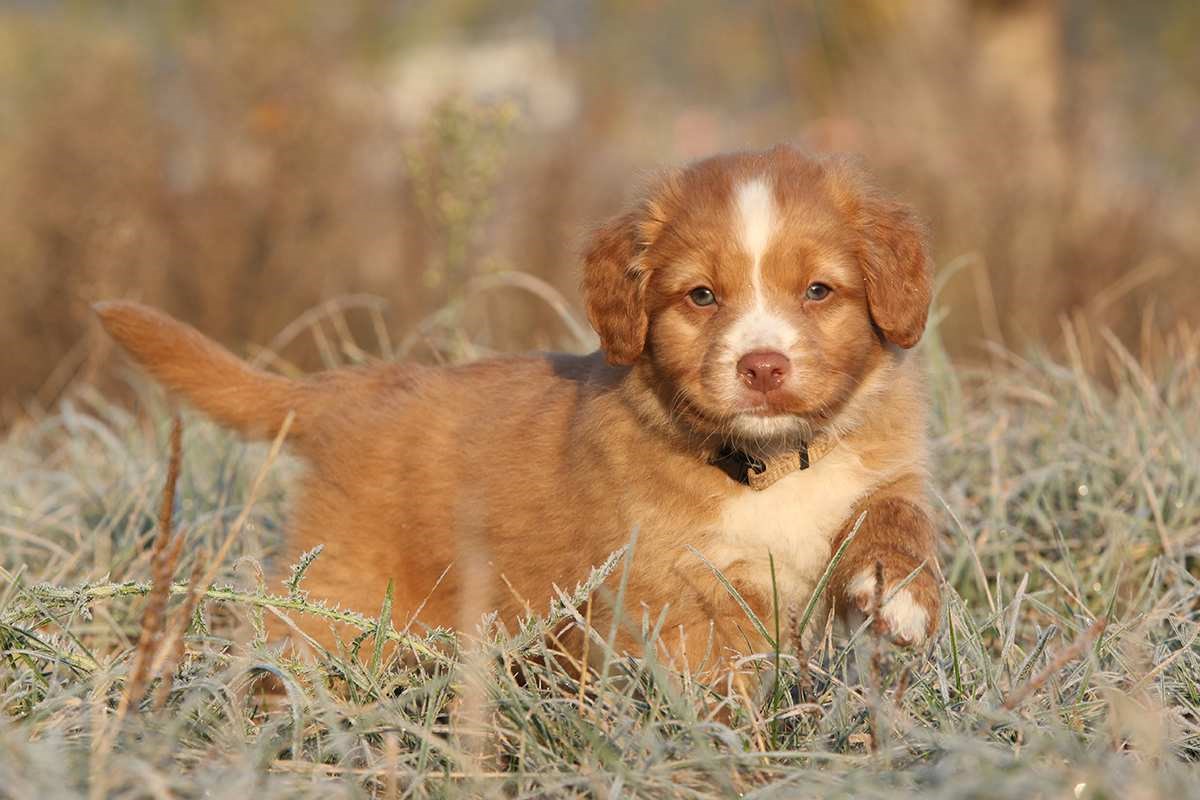 Pannello Decorativo Per Cane Nova Scotia Duck Tolling Retriever, 20x10 Cm, Per Esterni