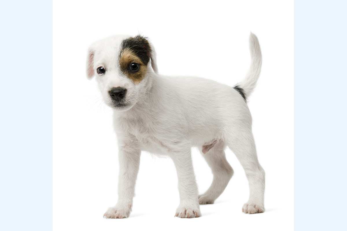 Parson Russell Terrier puppy