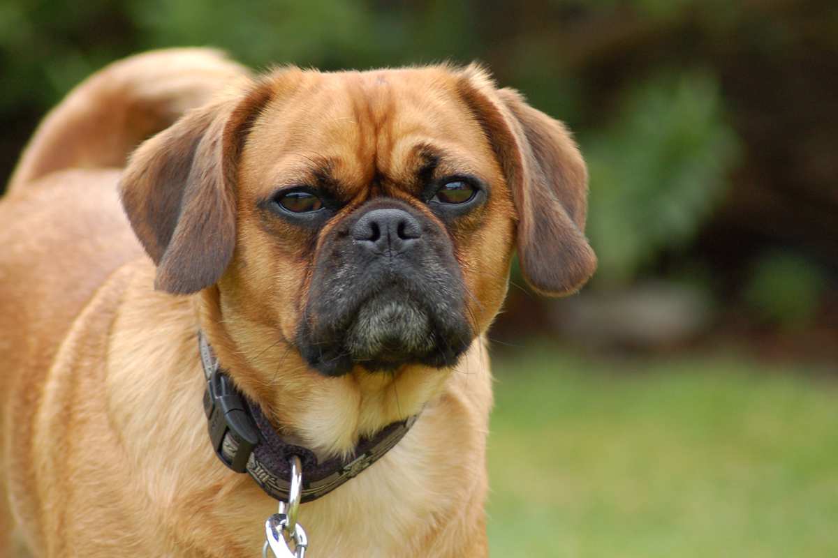 pugalier puppies