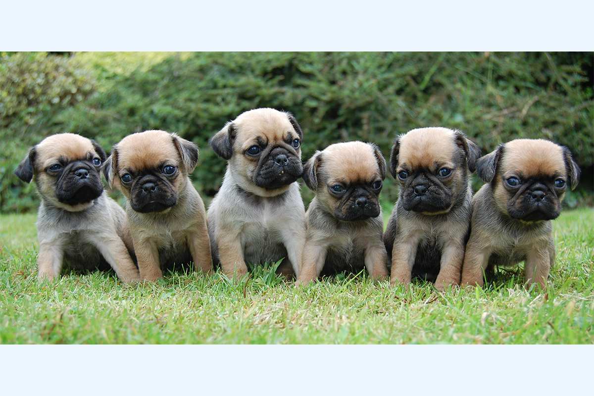 Pugalier puppies