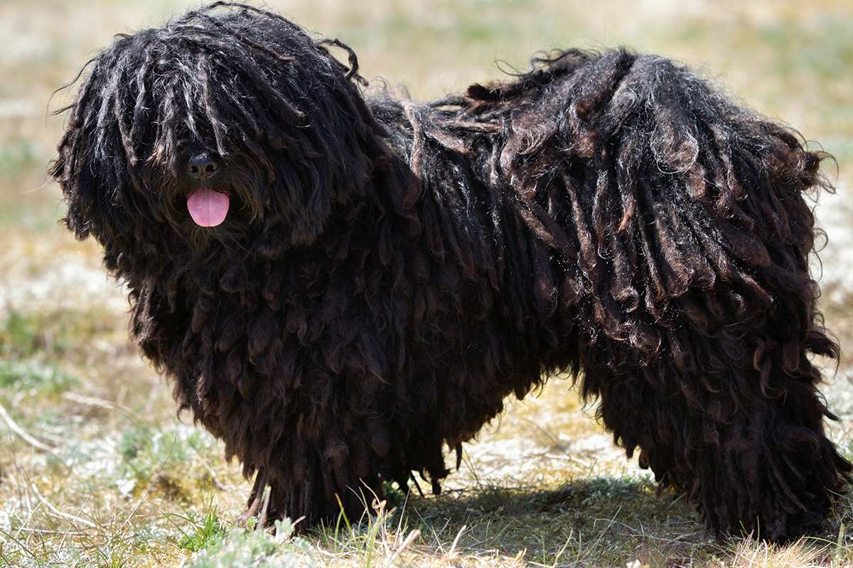 Puli puli best sale dog