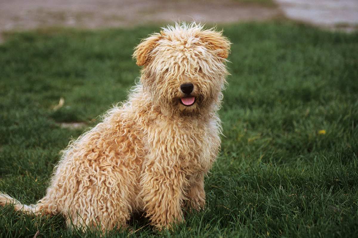 Puli puppy