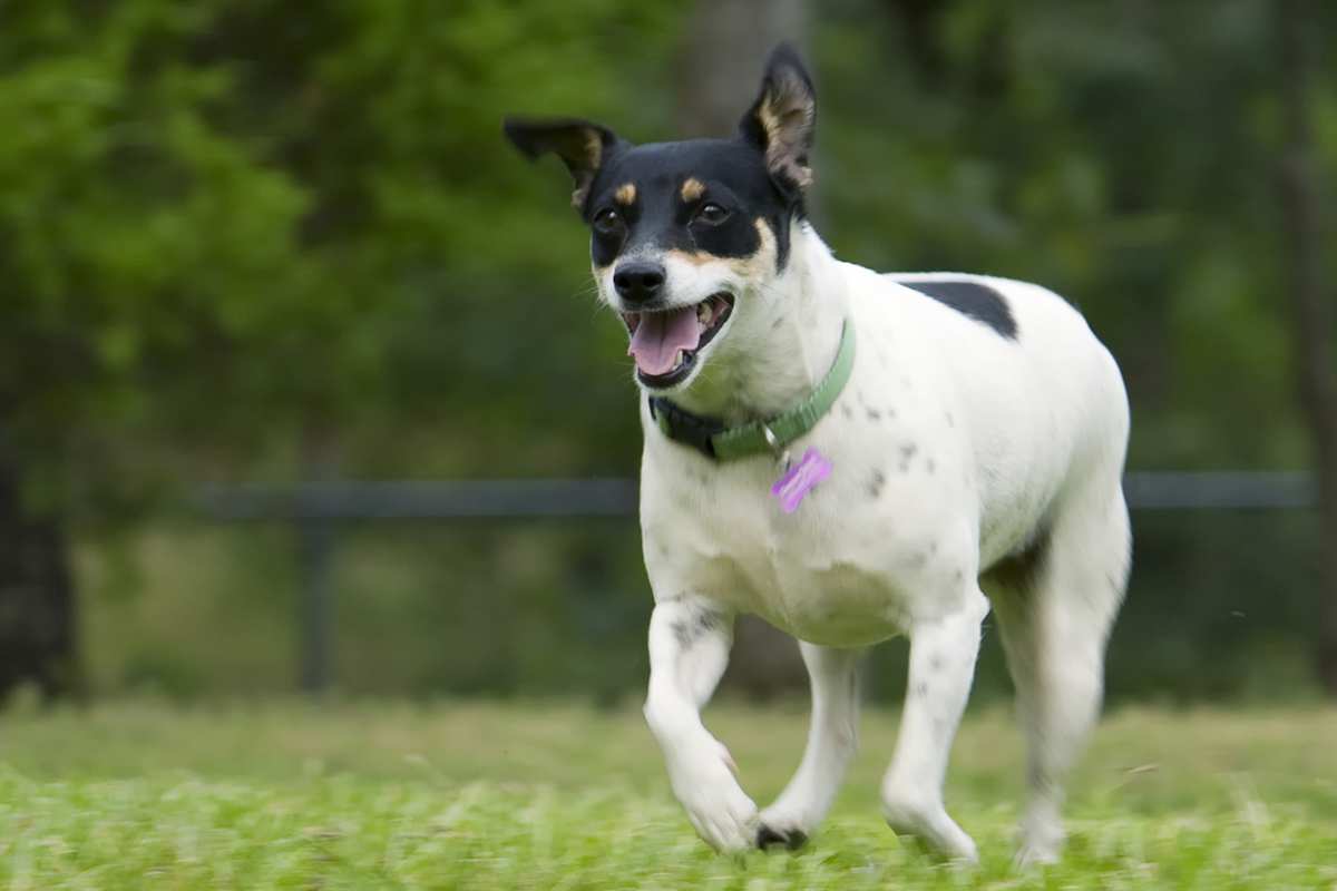 Rat Terrier adult