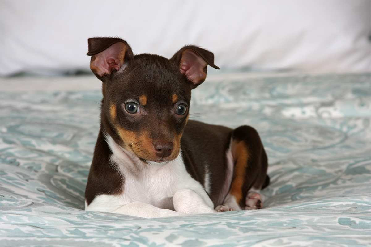 Rat Terrier puppy.