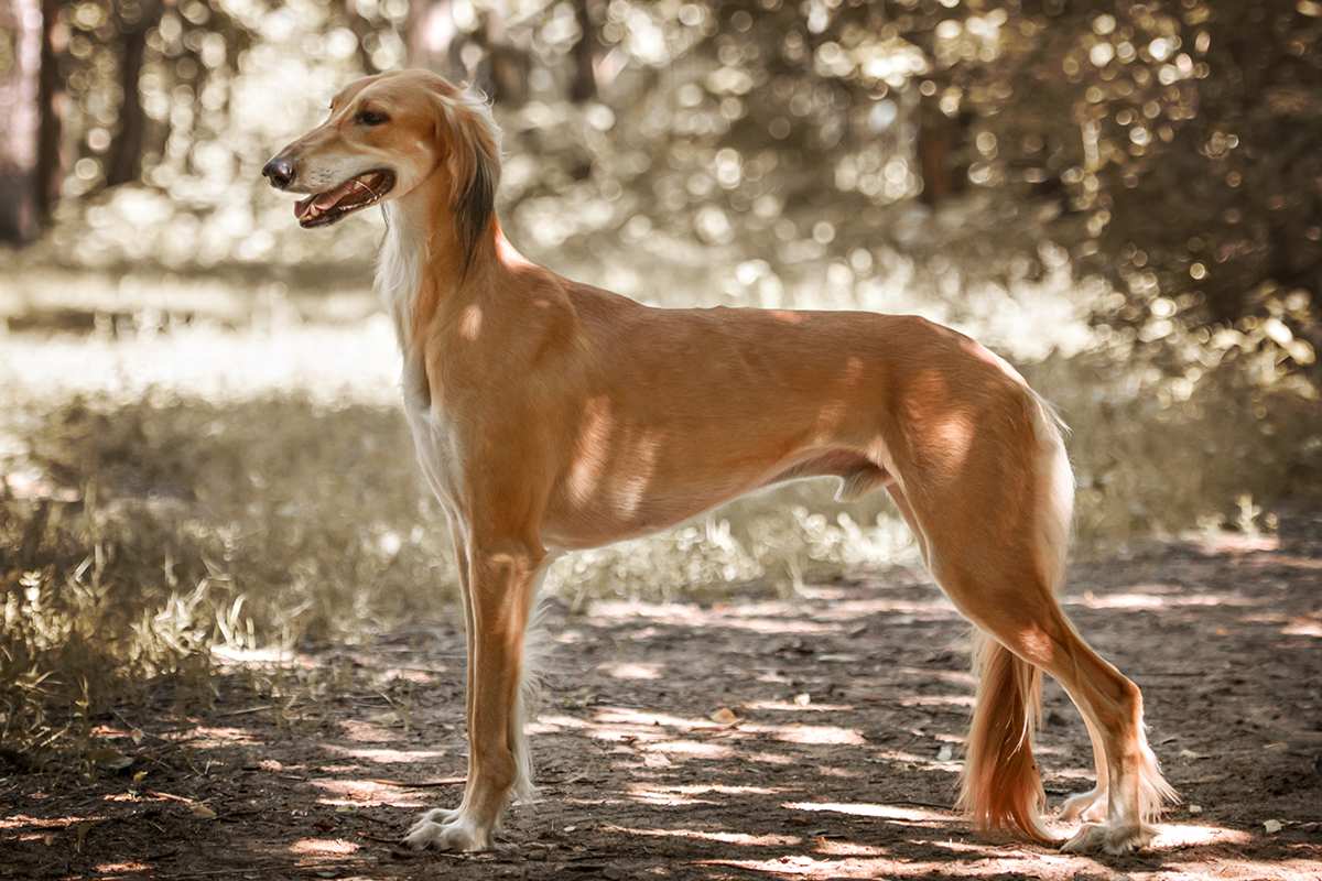 Saluki adult