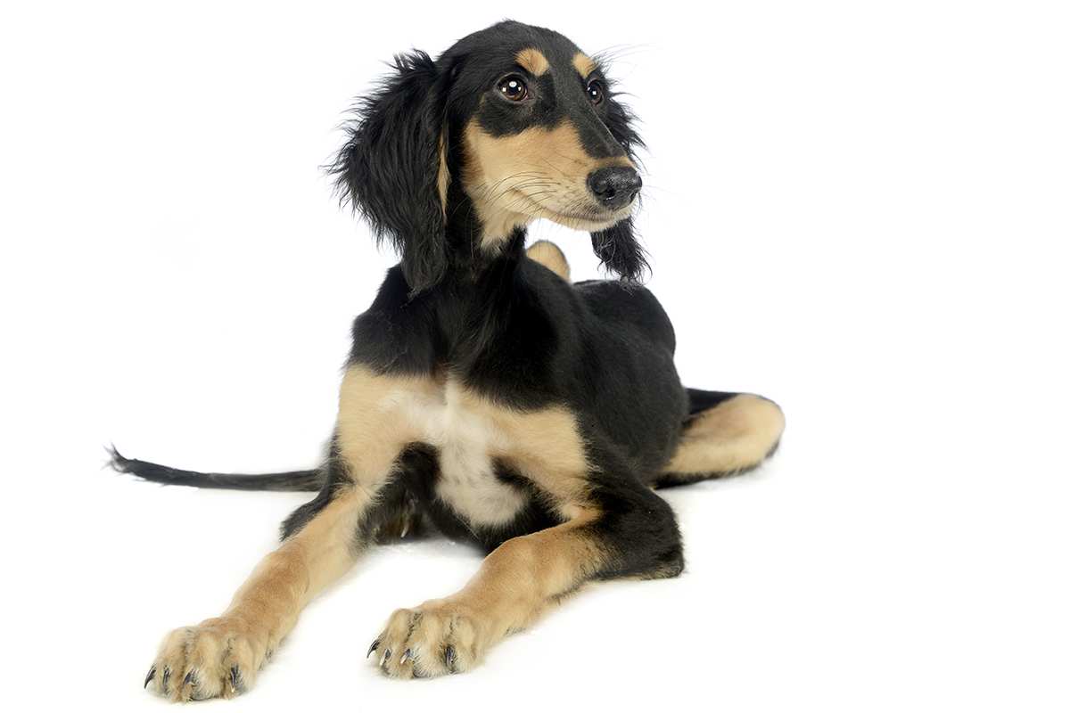 Saluki puppy