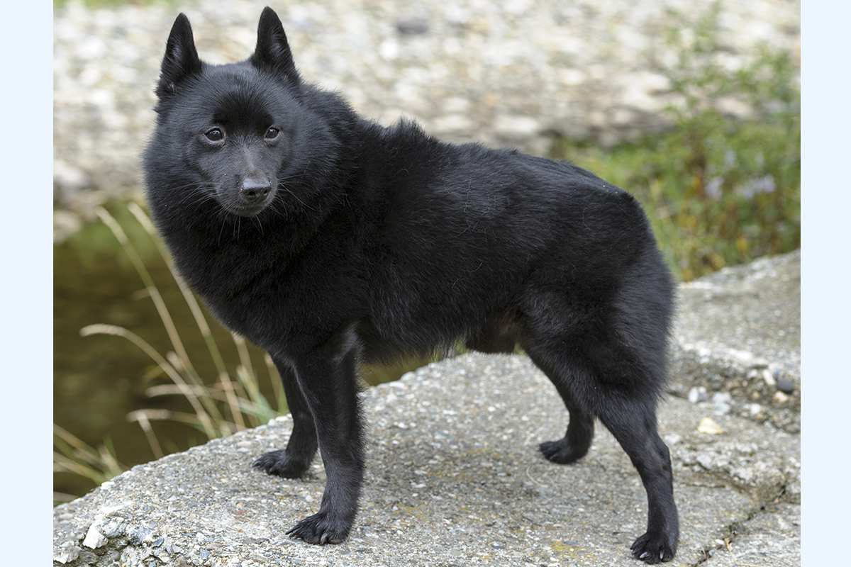 Schipperke adult