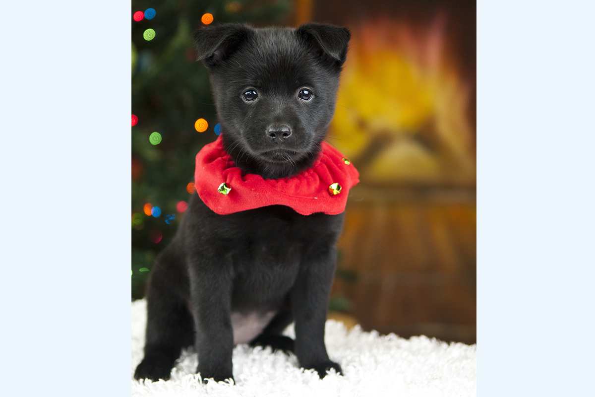 Schipperke puppy