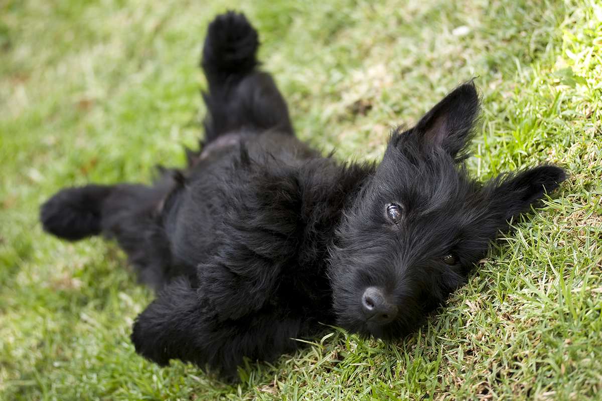 Scottish Terrier puppy