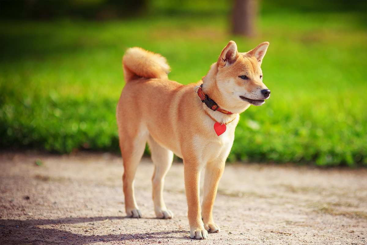 Meet The Shiba Inu