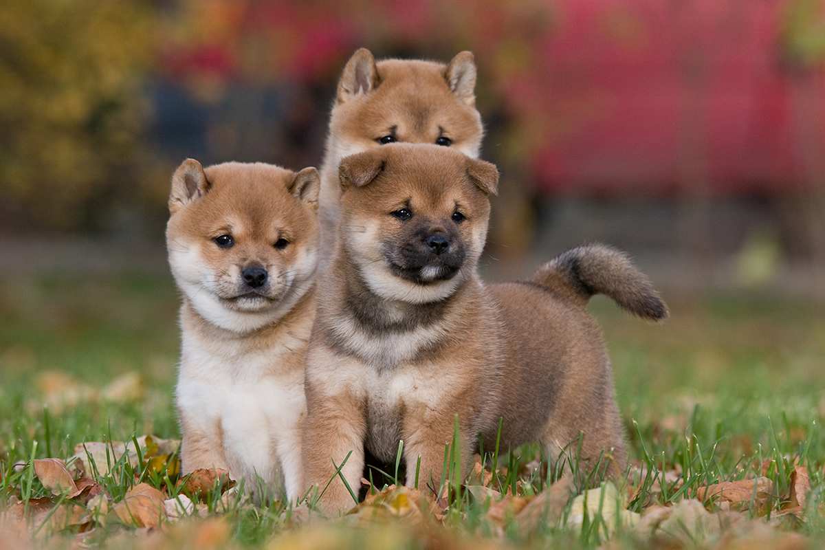 Meet the Shiba Inu!