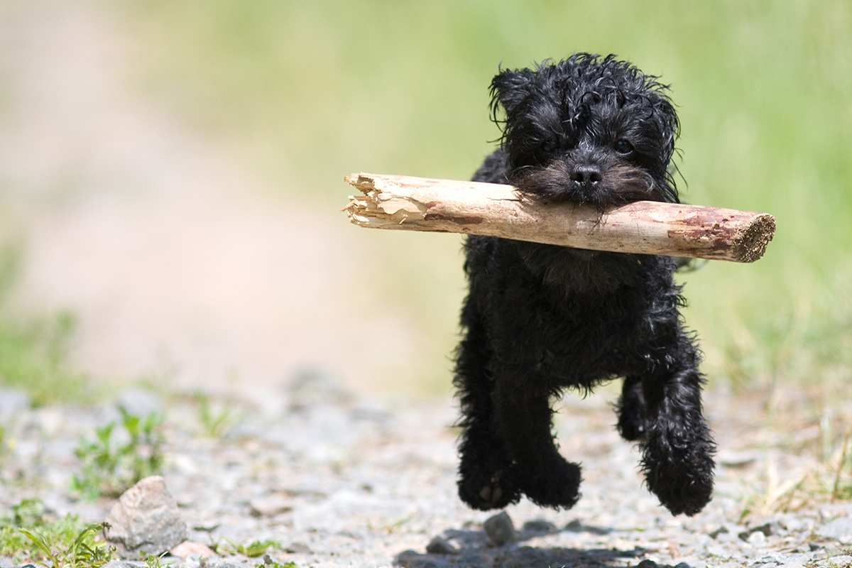 Shih-Poo adult