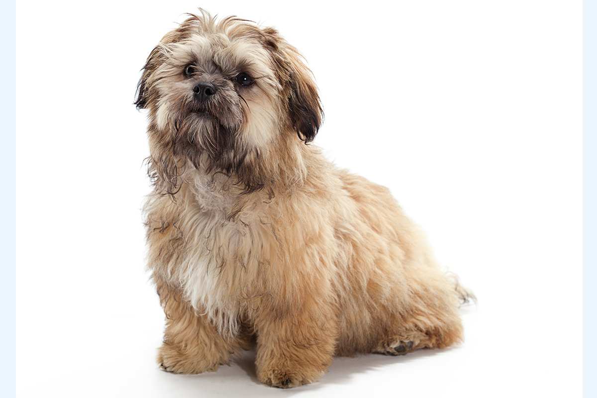 Shih-Poo puppy