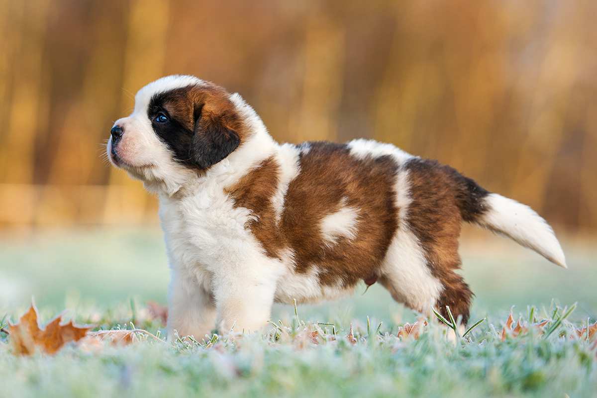 St. Bernard puppy