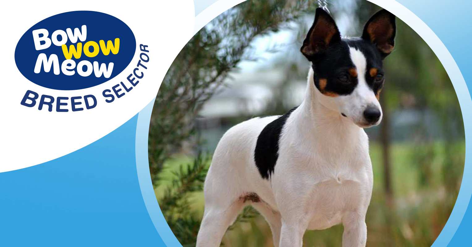 Meet the Tenterfield Terrier!