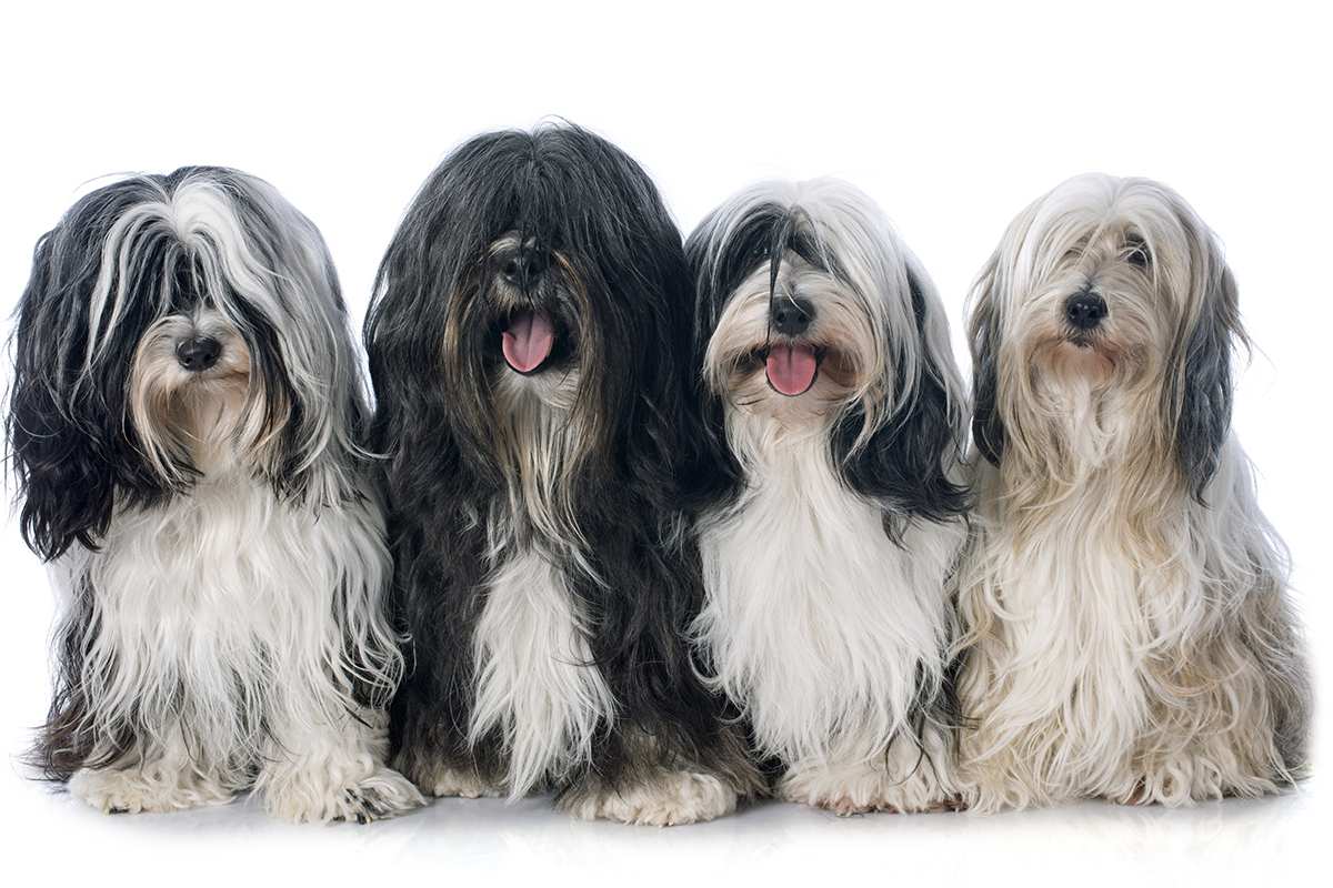 Tibetan Terrier adults