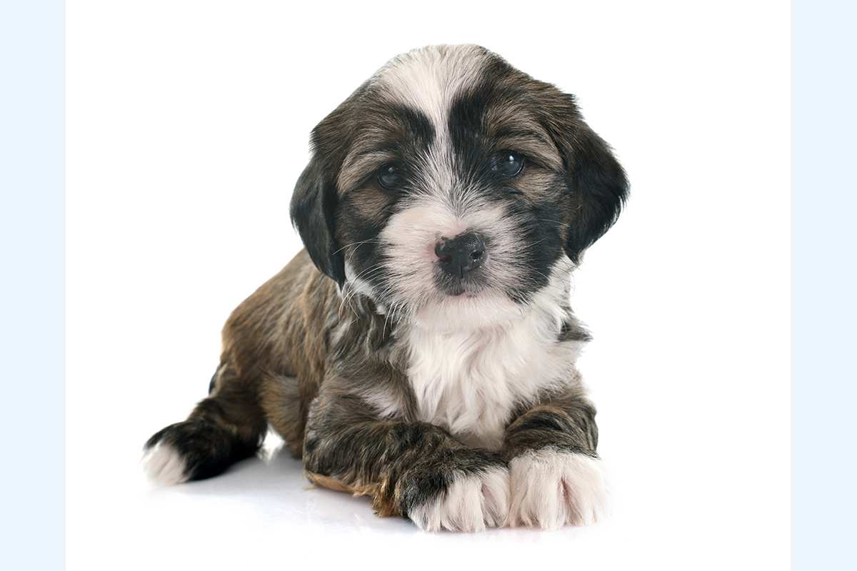 Tibetan Terrier puppy