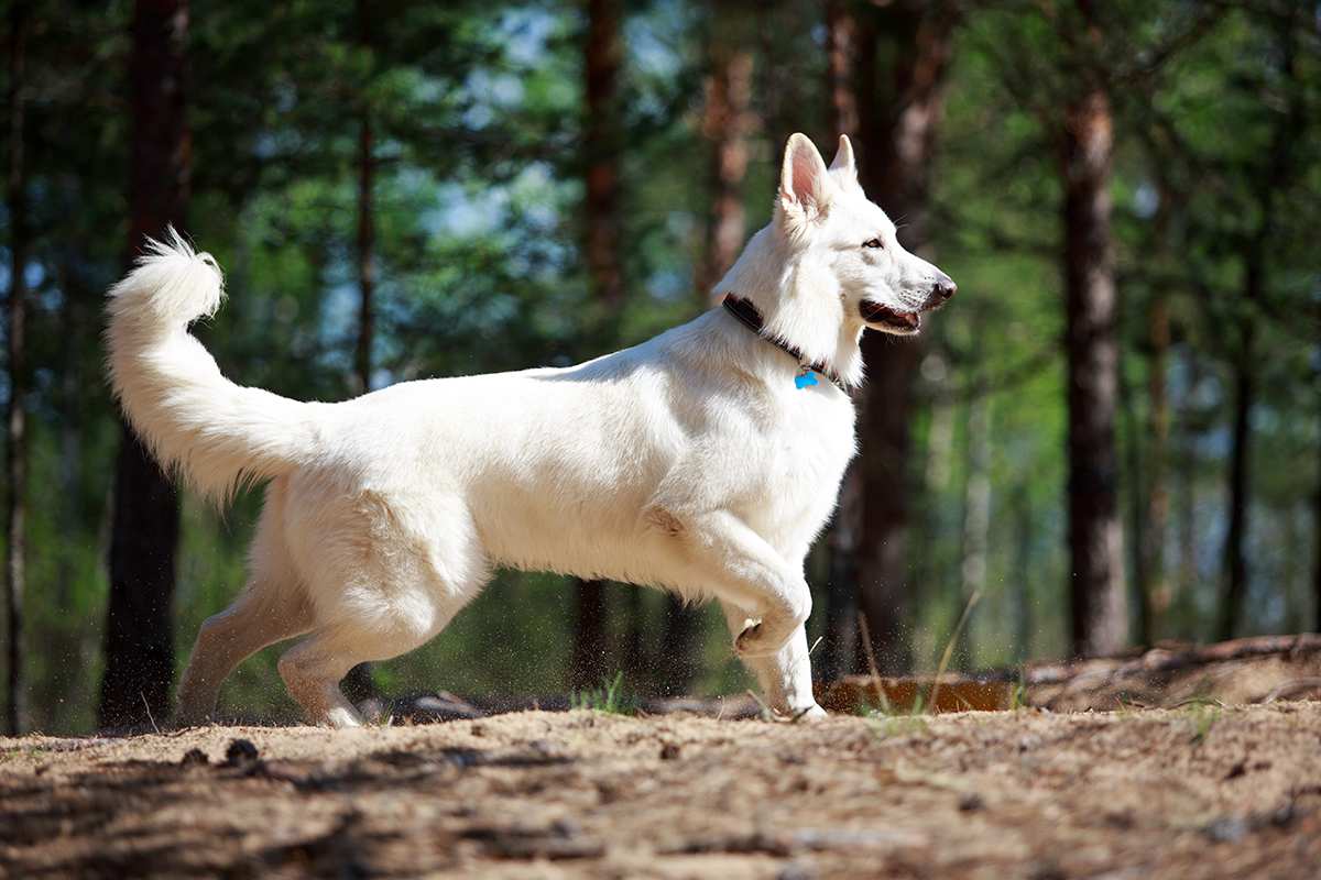 White Swiss Shepherd adult