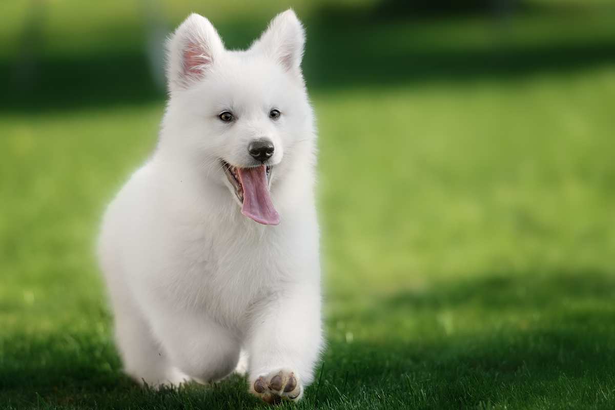 White Swiss Shepherd puppy