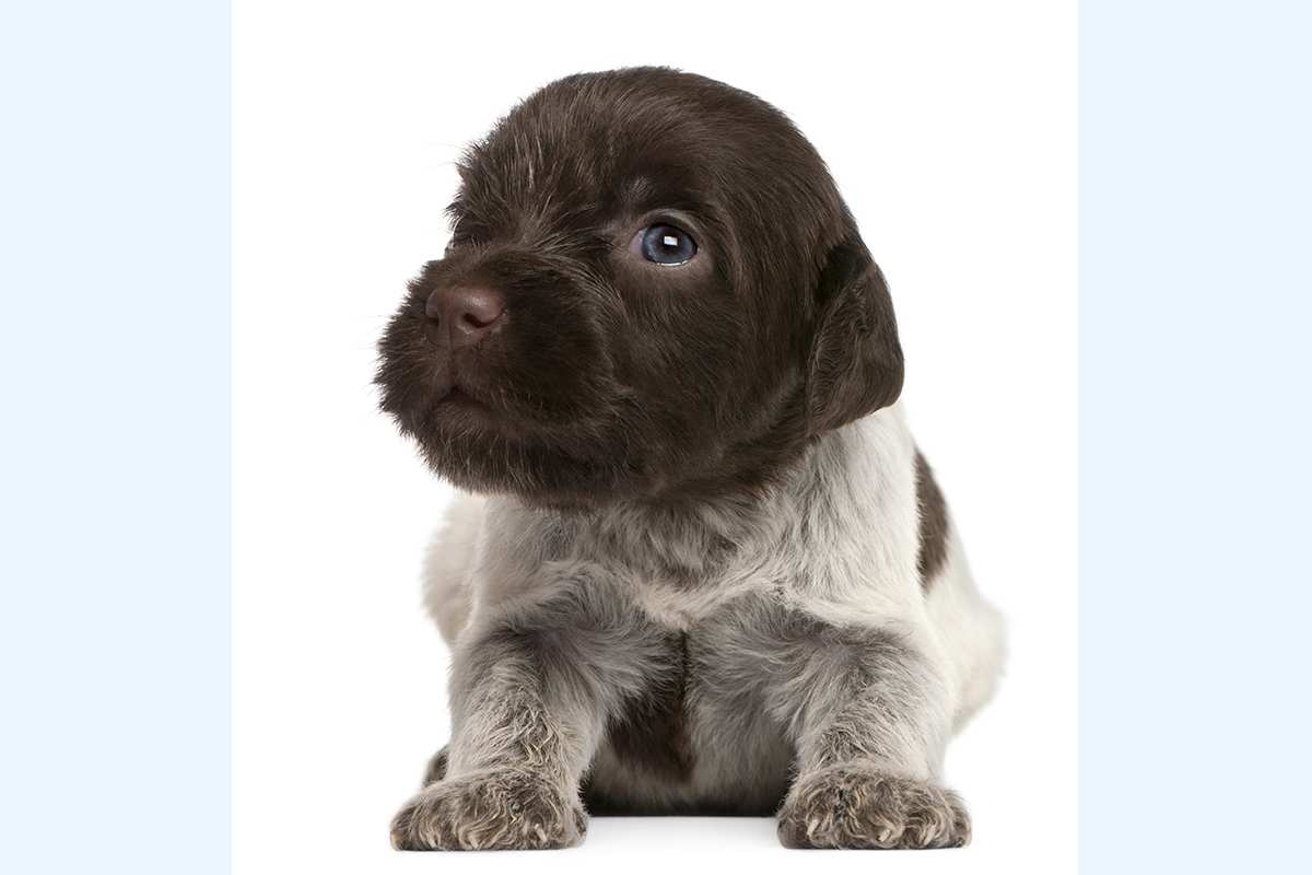 Wirehaired Pointing Griffon puppy