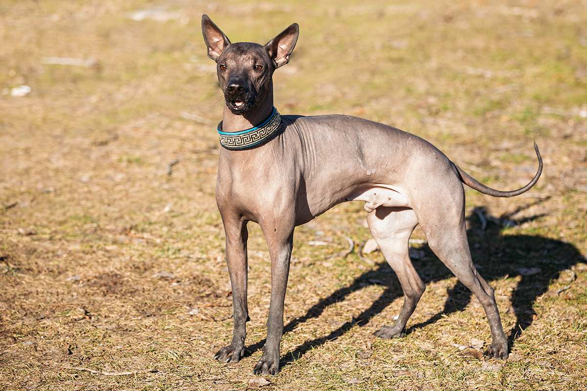 Meet the Xoloitzcuintli!