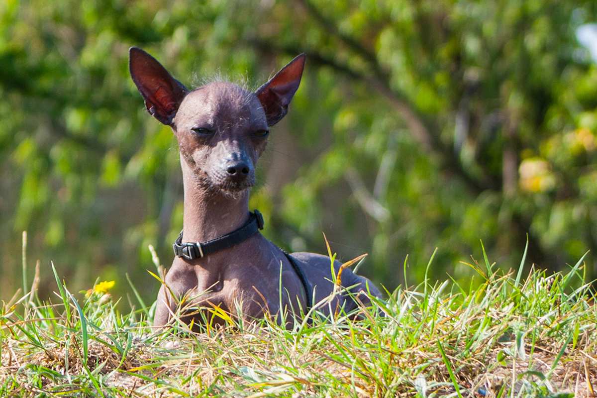 Xoloitzcuintli puppy