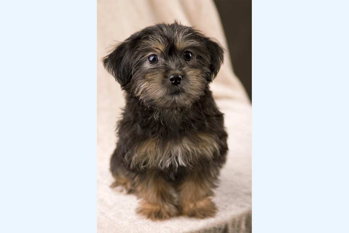 Yorkie-Poo puppy