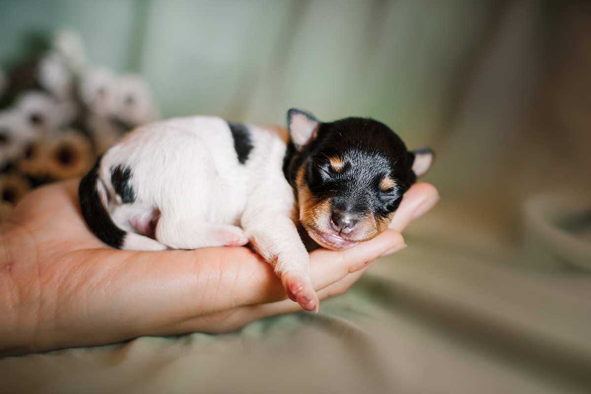 Toy Fox Terrier puppy