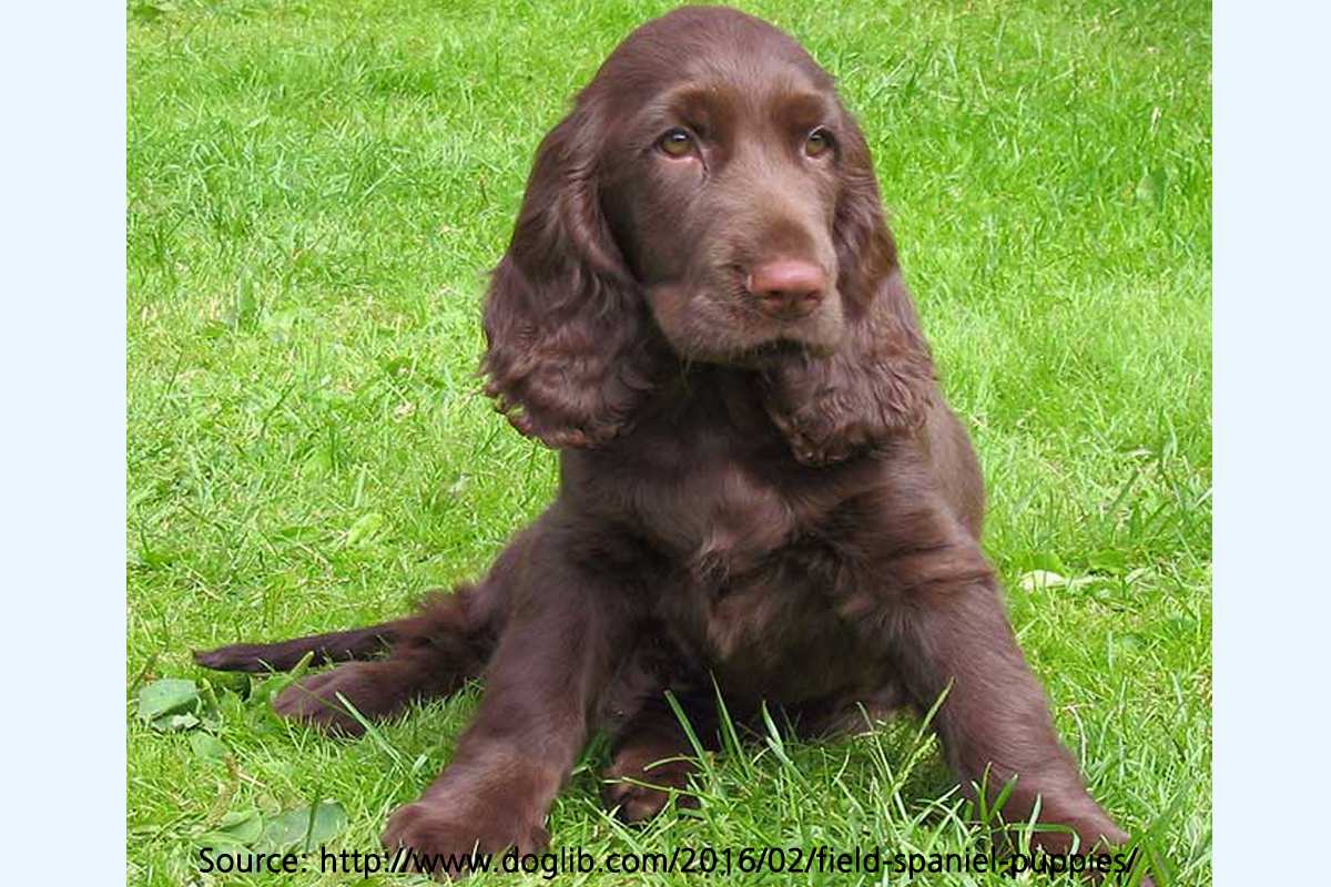 Fiel Spaniel Puppy in Green Grass