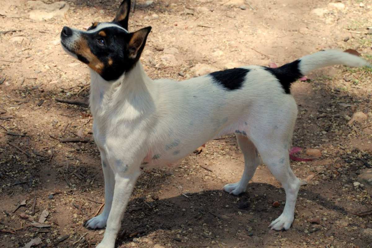 can miniature fox terriers get along with other animals