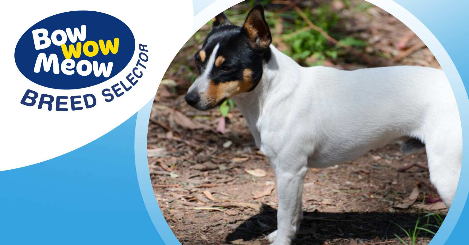 Meet The Miniature Fox Terrier