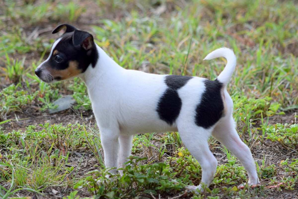 Meet the Miniature Fox Terrier!